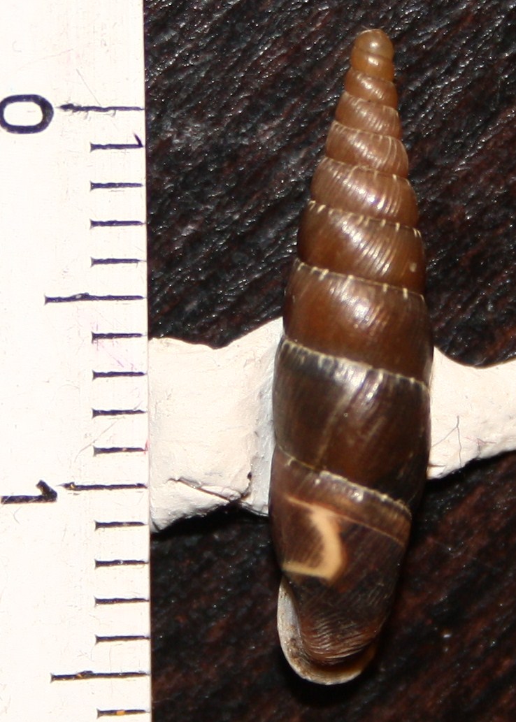 Clausiliidae da identificare